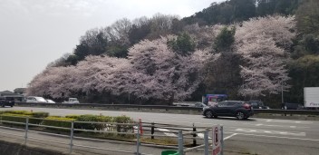 桜満開！スズキ車も満開！